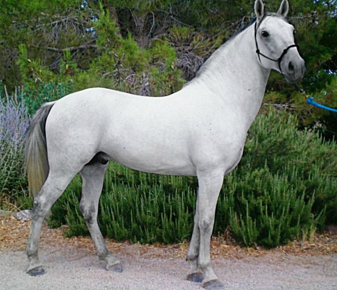 Maestoso Fadra - Lipizanner Stallion